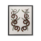 Albertus Seba Snakes  Double Spiral Vines  Framed Canvas Print Gallery Image 6