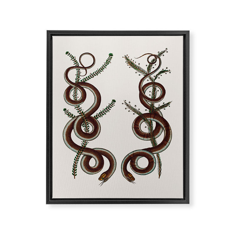 Albertus Seba Snakes  Double Spiral Vines  Framed Canvas Print Gallery Image 6