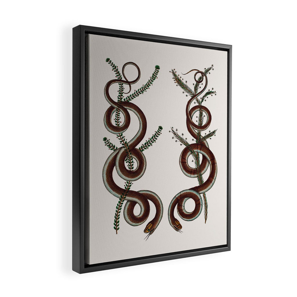 Albertus Seba Snakes  Double Spiral Vines  Framed Canvas Print Gallery Image 2