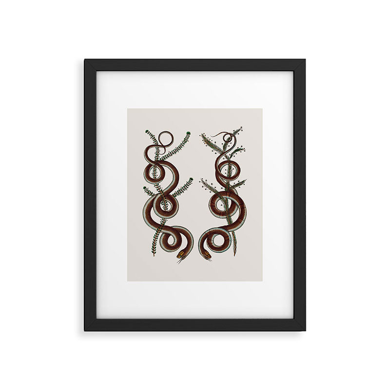 Albertus Seba Snakes  Double Spiral Vines  Framed Art Print Gallery Image 5