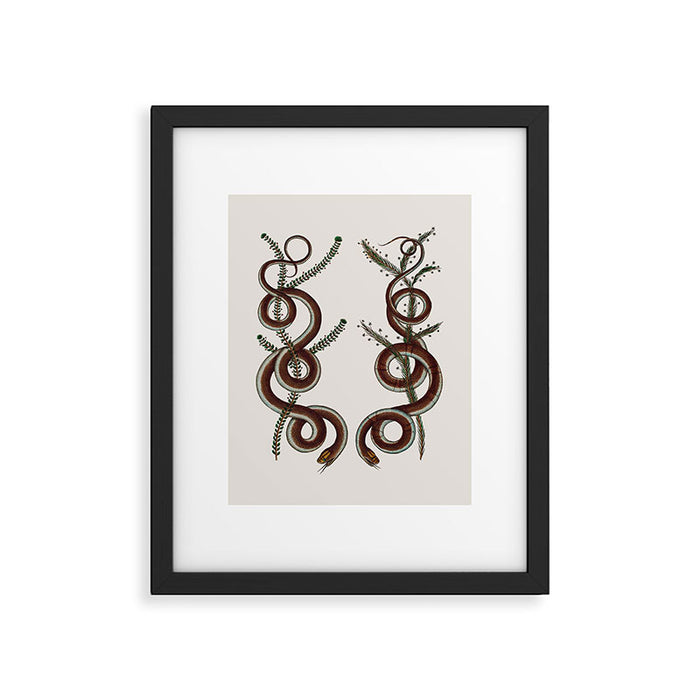 Albertus Seba Snakes  Double Spiral Vines  Framed Art Print Gallery Image 1