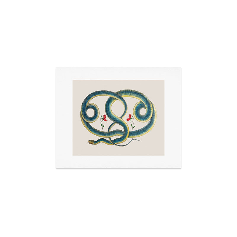 Albertus Seba Snakes Flowers Engraving Art Print Gallery Image 1