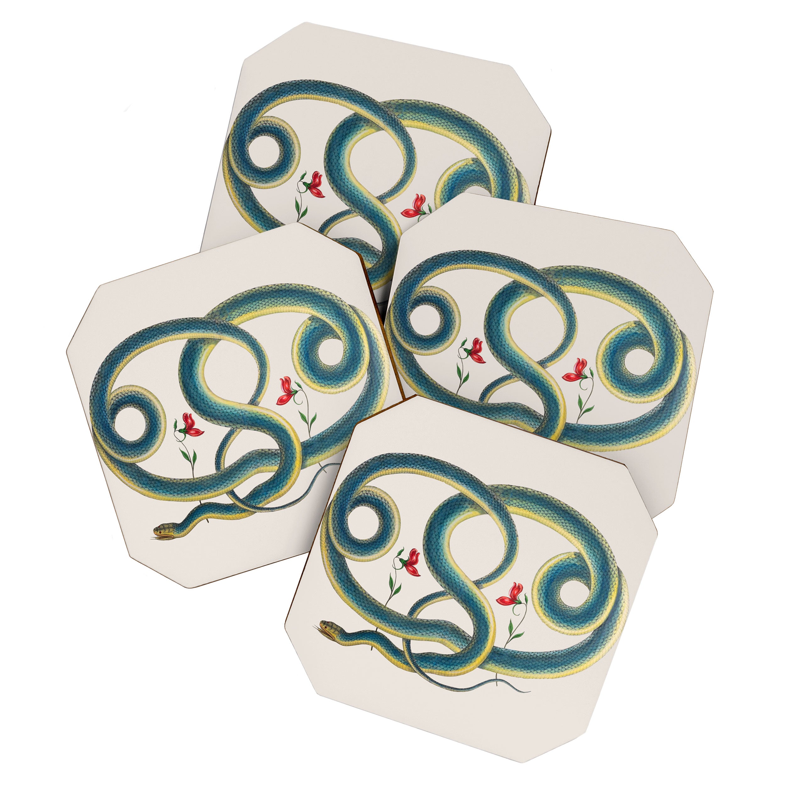 Albertus Seba Snakes Flowers Engraving Coaster Gallery Image 1