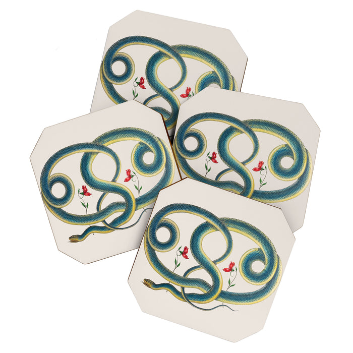 Albertus Seba Snakes Flowers Engraving Coaster Gallery Image 1