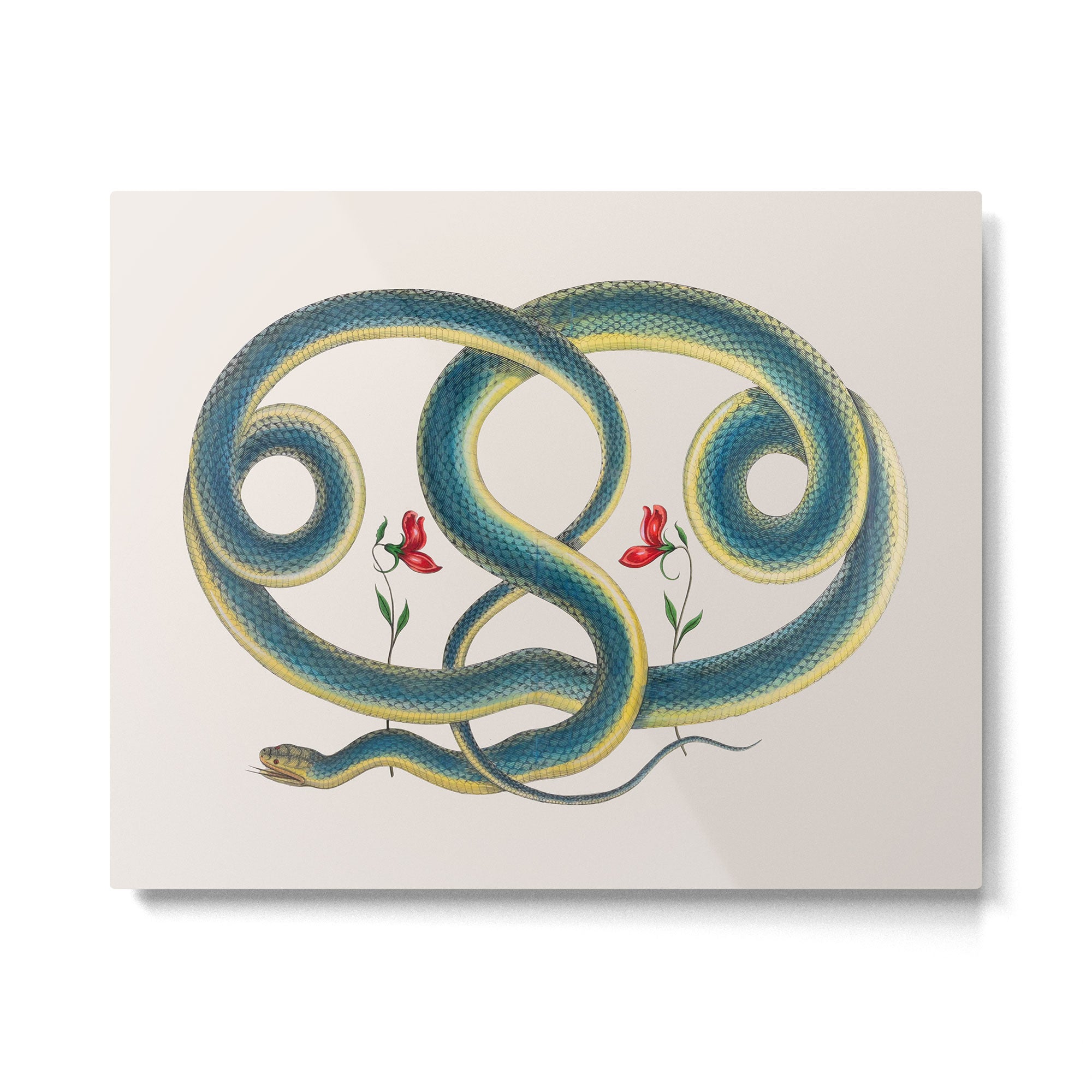 Albertus Seba Snakes Flowers Engraving Metal Print Gallery Image 4
