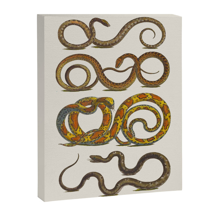 Albertus Seba Snakes Illustration  Canvas Print Gallery Image 1