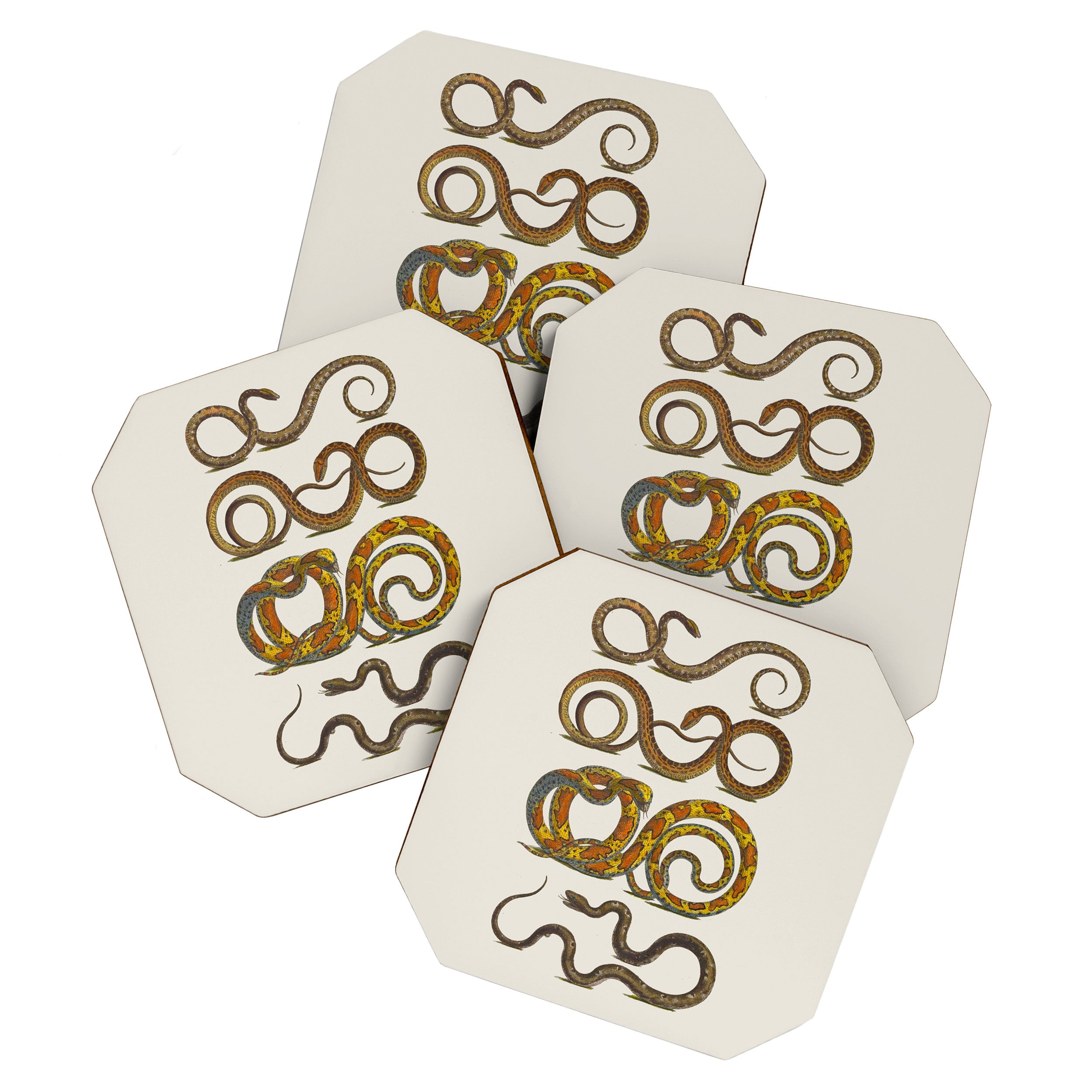 Albertus Seba Snakes Illustration  Coaster Gallery Image 1