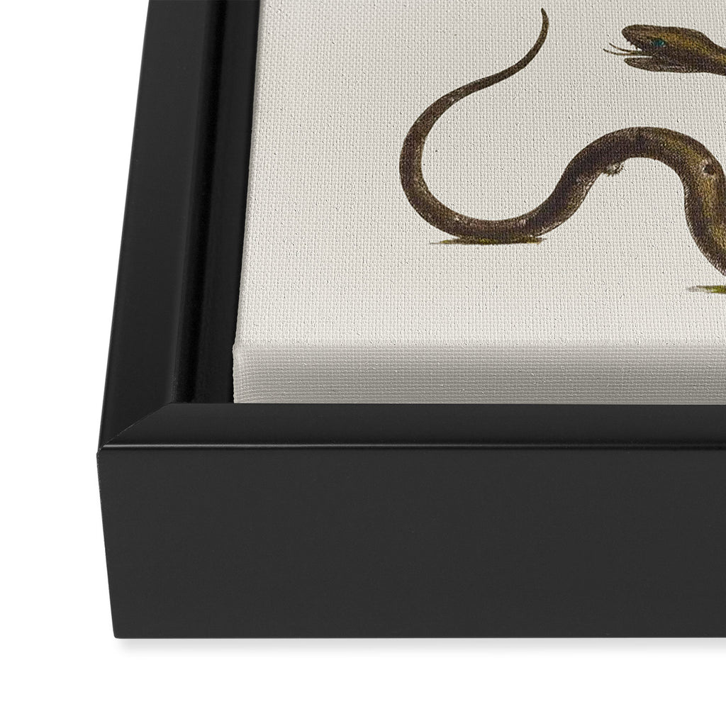 Albertus Seba Snakes Illustration  Framed Canvas Print Gallery Image 3