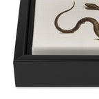 Albertus Seba Snakes Illustration  Framed Canvas Print Gallery Image 3