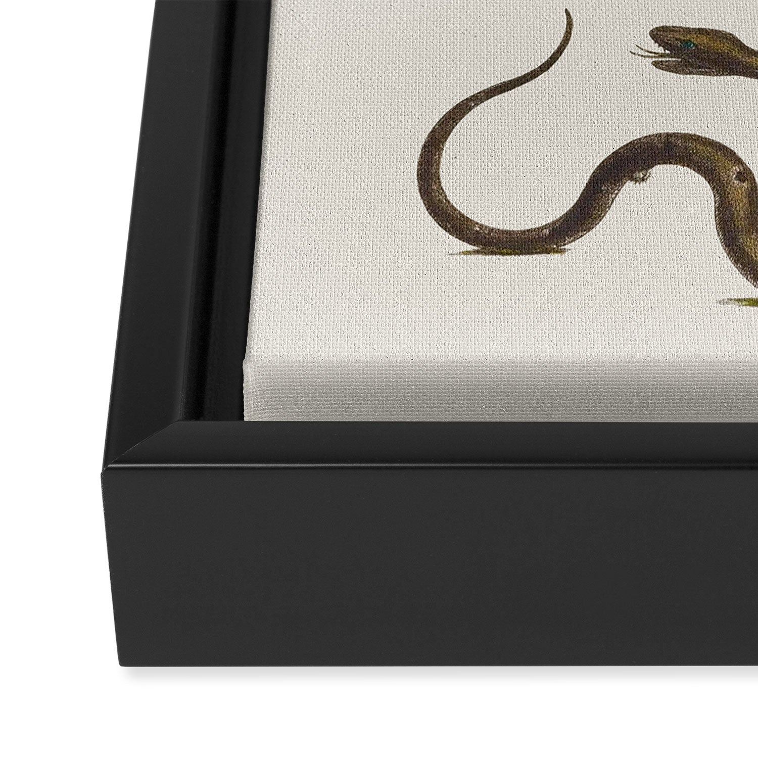 Albertus Seba Snakes Illustration  Framed Canvas Print Gallery Image 3