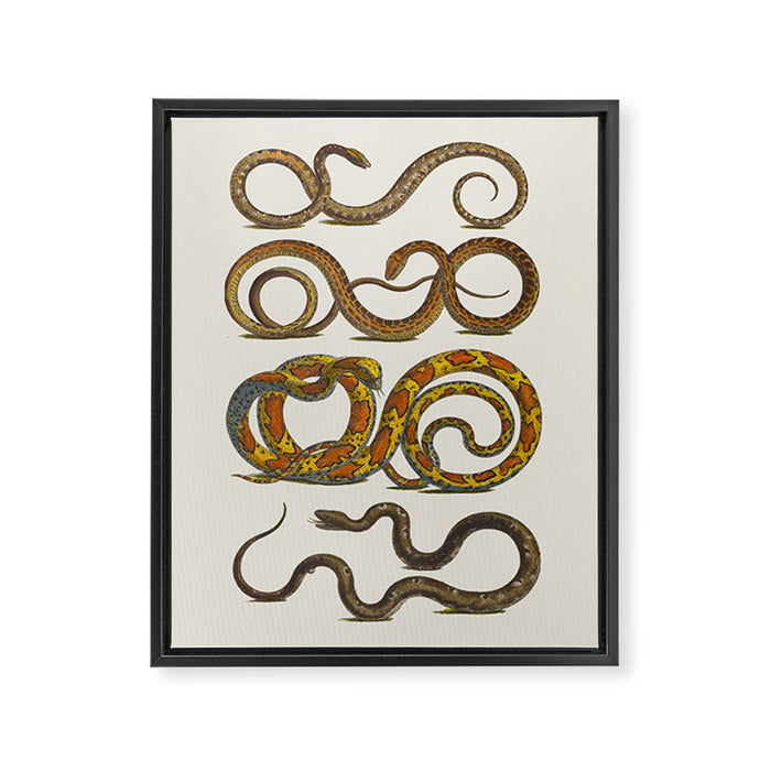 Albertus Seba Snakes Illustration  Framed Canvas Print Gallery Image 1