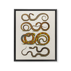 Albertus Seba Snakes Illustration  Framed Canvas Print Gallery Image 6