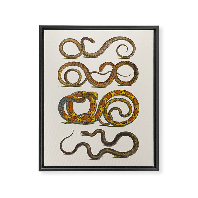 Albertus Seba Snakes Illustration  Framed Canvas Print Gallery Image 6