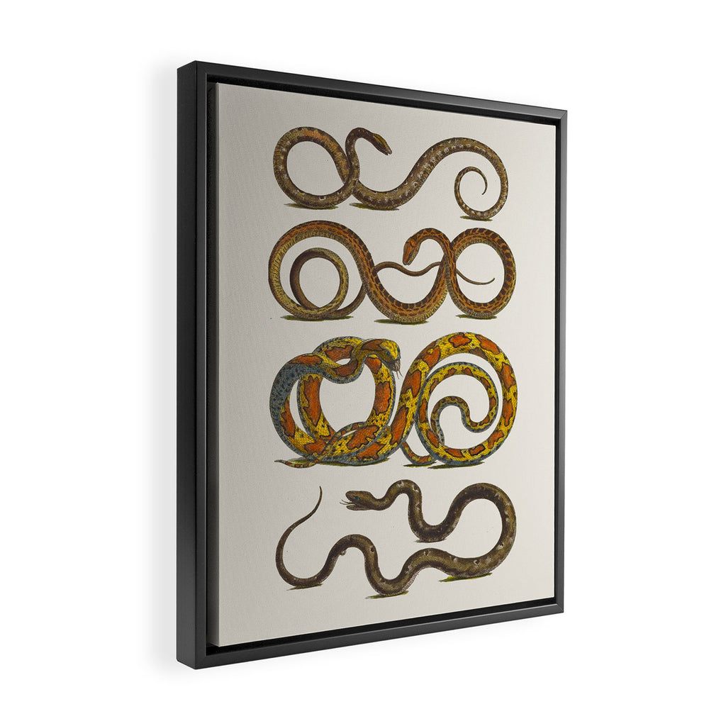 Albertus Seba Snakes Illustration  Framed Canvas Print Gallery Image 2
