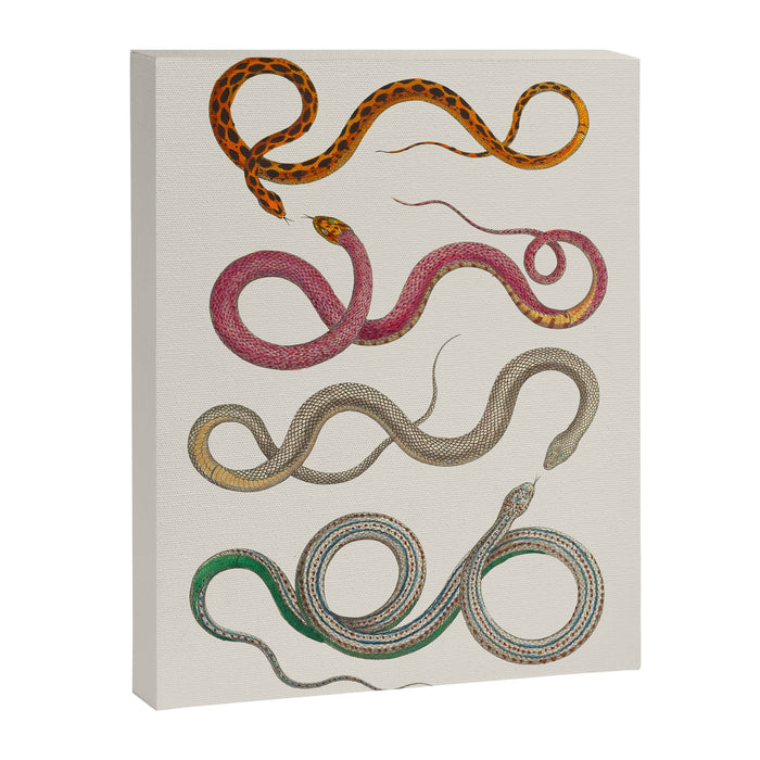 Albertus Seba Snakes Illustration Leopard Snake  Canvas Print Gallery Image 1