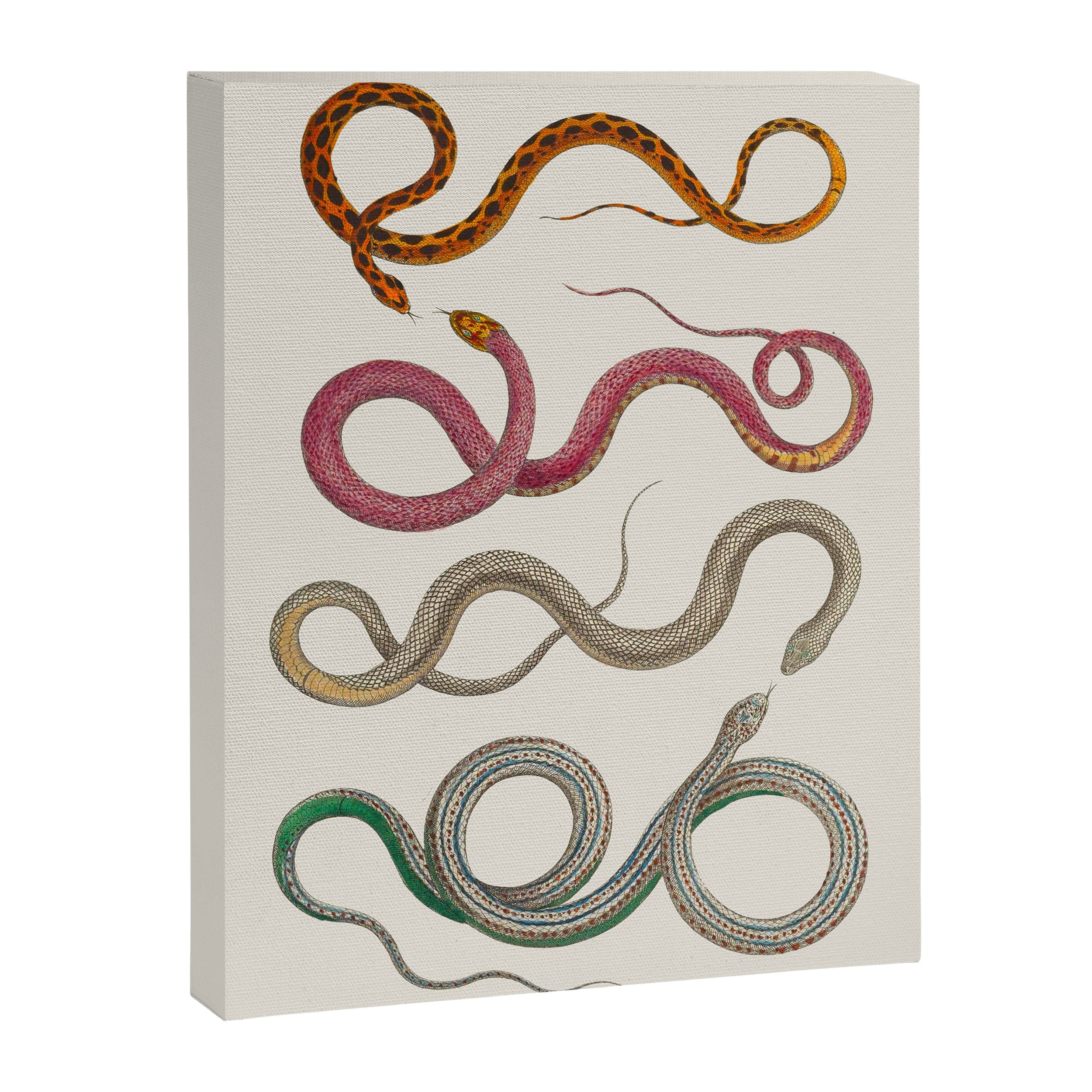 Albertus Seba Snakes Illustration Leopard Snake  Canvas Print Gallery Image 6