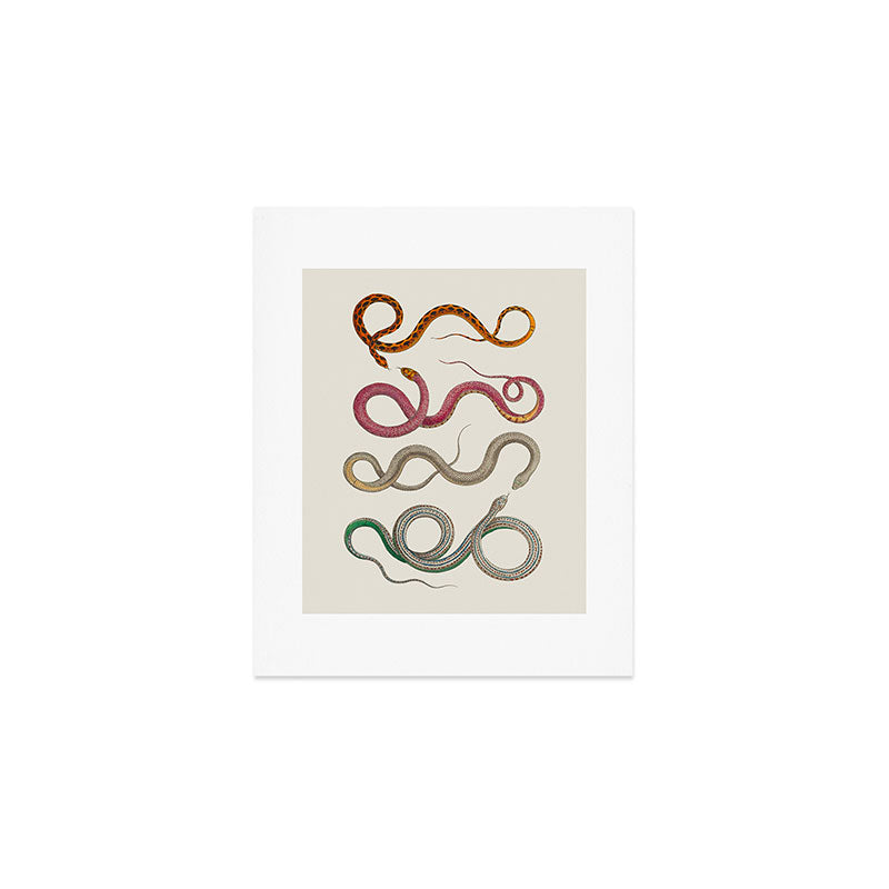 Albertus Seba Snakes Illustration Leopard Snake  Art Print Gallery Image 1