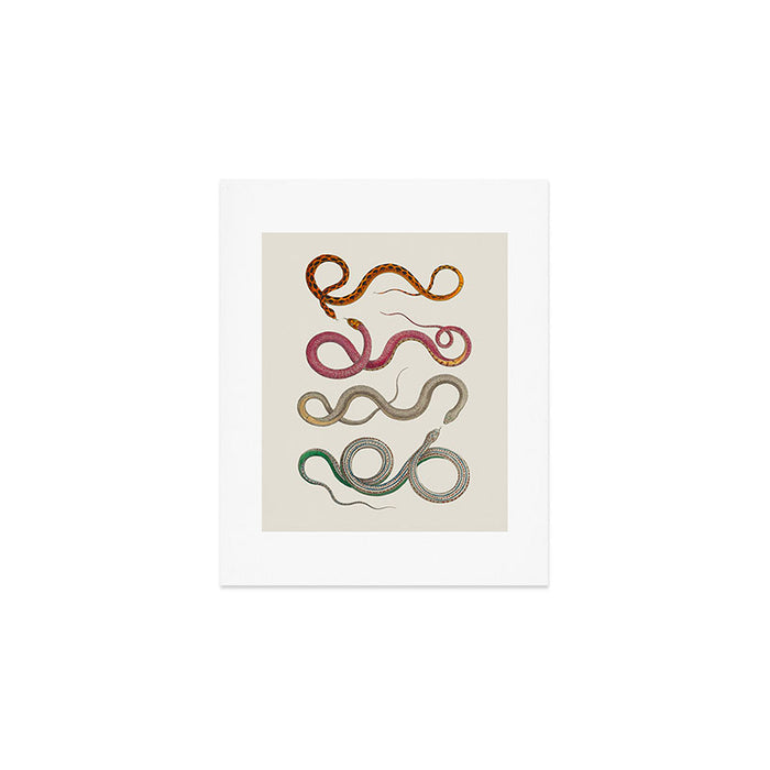 Albertus Seba Snakes Illustration Leopard Snake  Art Print Gallery Image 1
