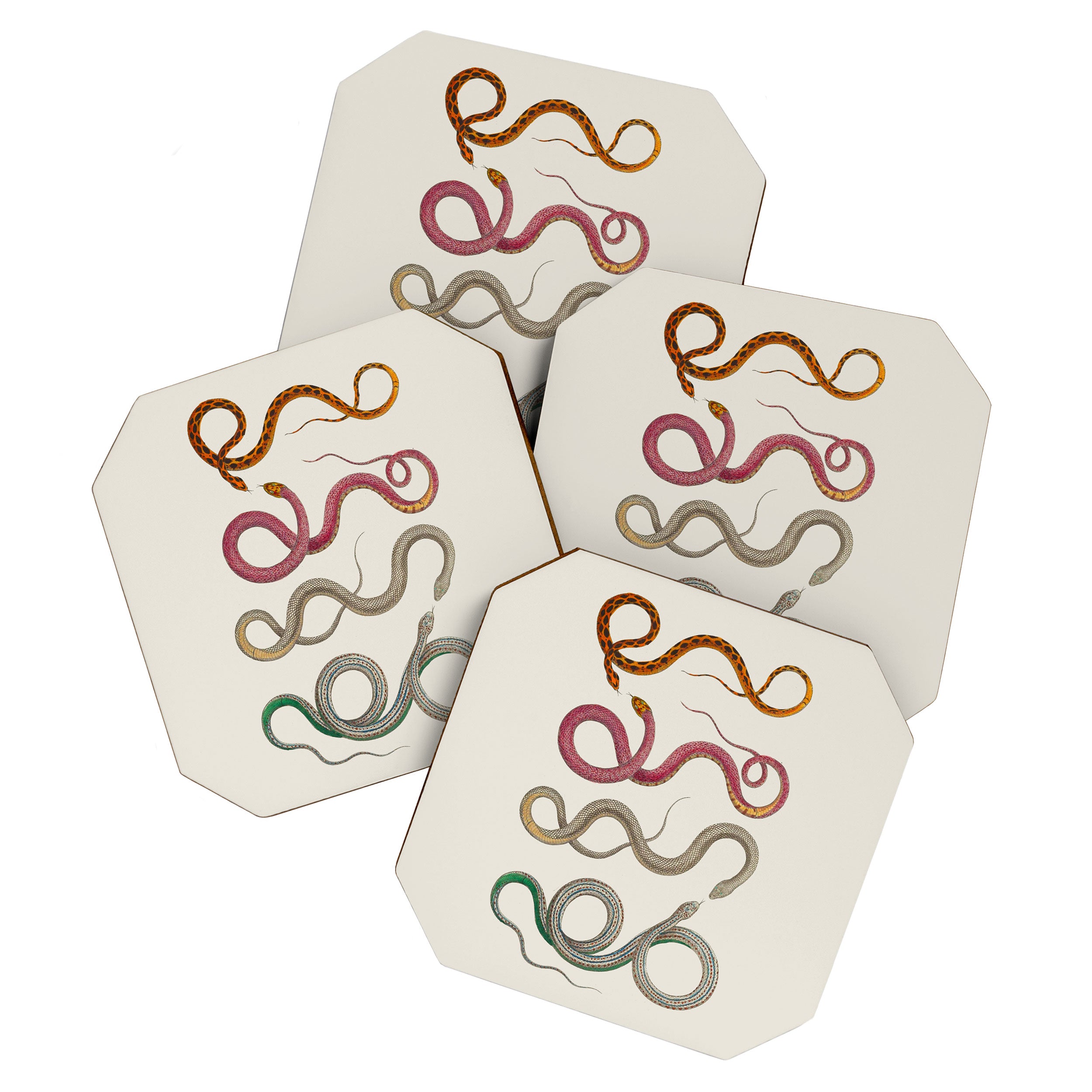 Albertus Seba Snakes Illustration Leopard Snake  Coaster Gallery Image 1