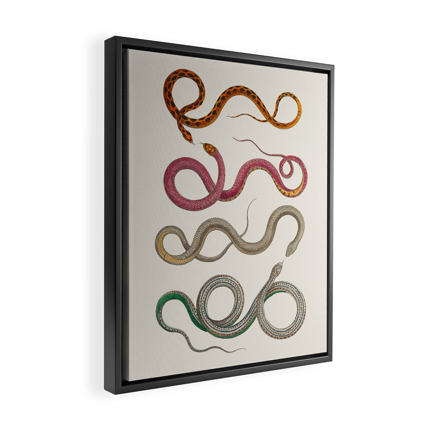 Albertus Seba Snakes Illustration Leopard Snake  Framed Canvas Print Gallery Image 2