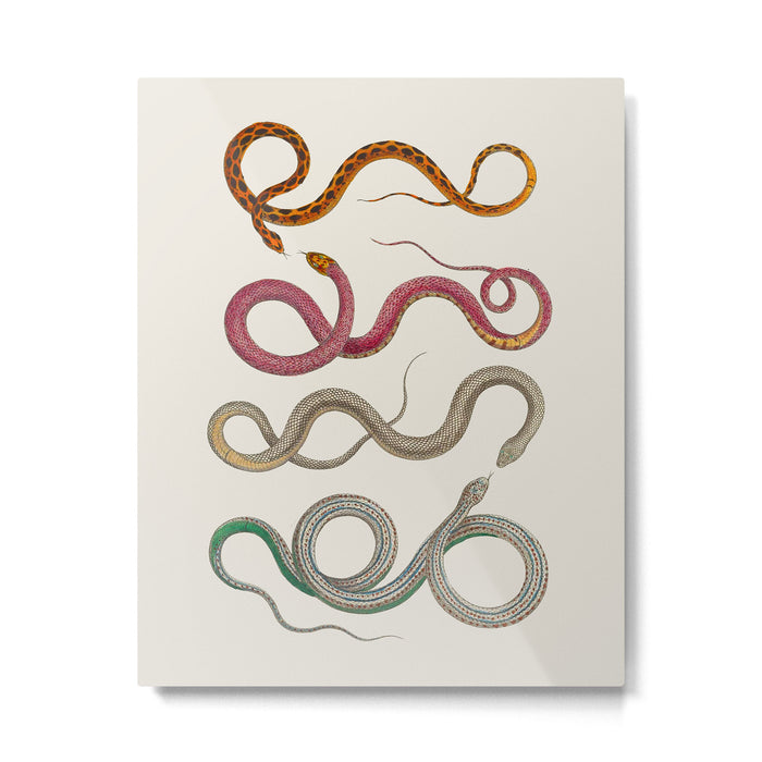 Albertus Seba Snakes Illustration Leopard Snake  Metal Print Gallery Image 1