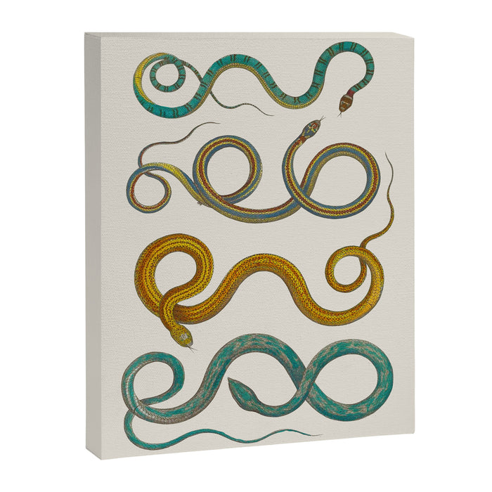Albertus Seba Snakes Illustration Teal And Yellow Scales Canvas Print Gallery Image 1