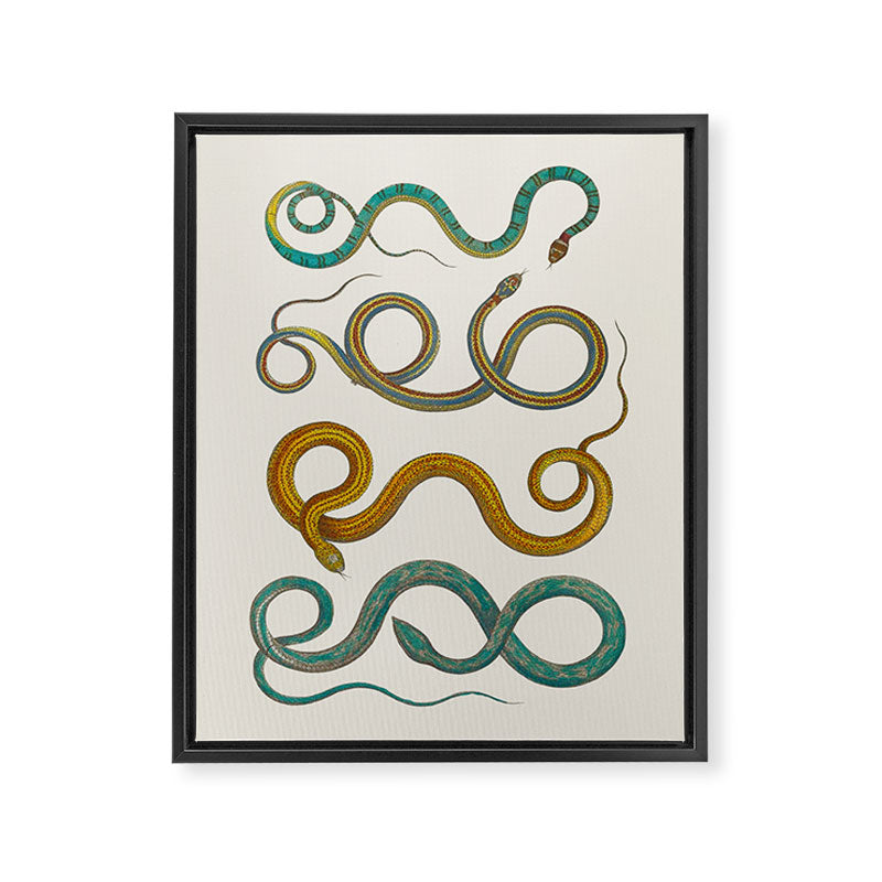 Albertus Seba Snakes Illustration Teal And Yellow Scales Framed Canvas Print Gallery Image 6