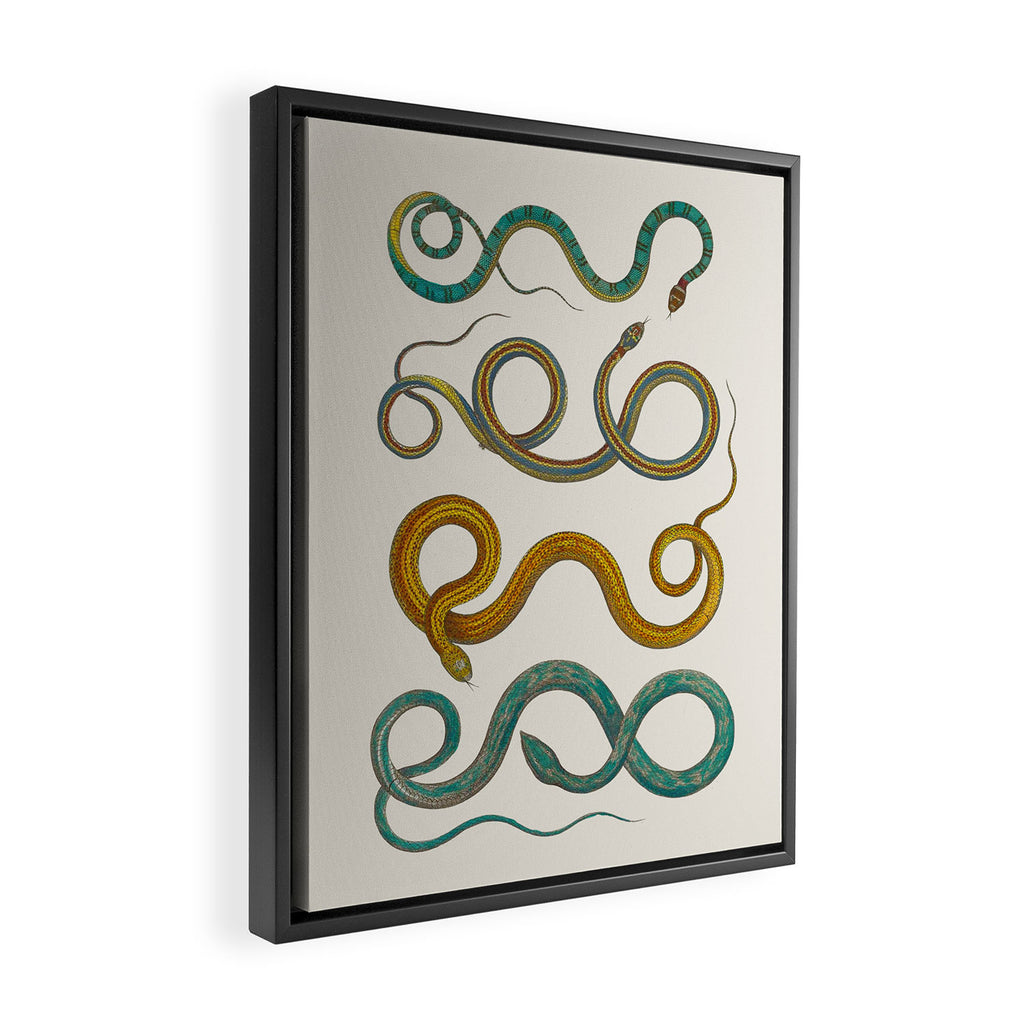 Albertus Seba Snakes Illustration Teal And Yellow Scales Framed Canvas Print Gallery Image 2