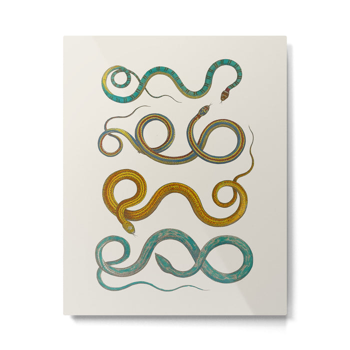Albertus Seba Snakes Illustration Teal And Yellow Scales Metal Print Gallery Image 1