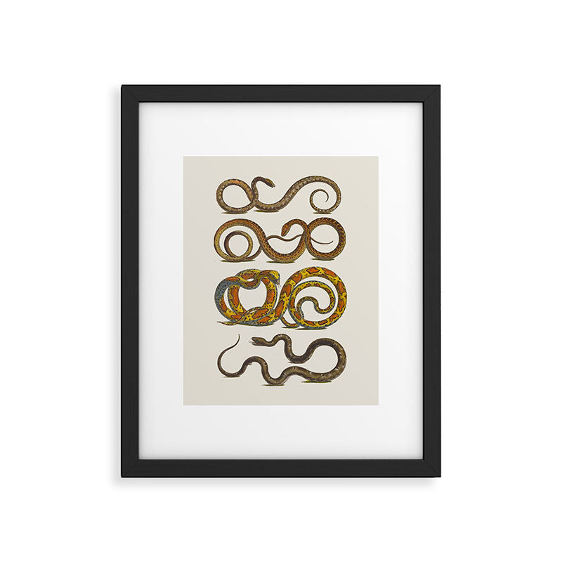 Albertus Seba Snakes Illustration  Framed Art Print Gallery Image 5
