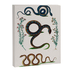 Albertus Seba Three Snakes And Floral Vines  Canvas Print Gallery Image 6