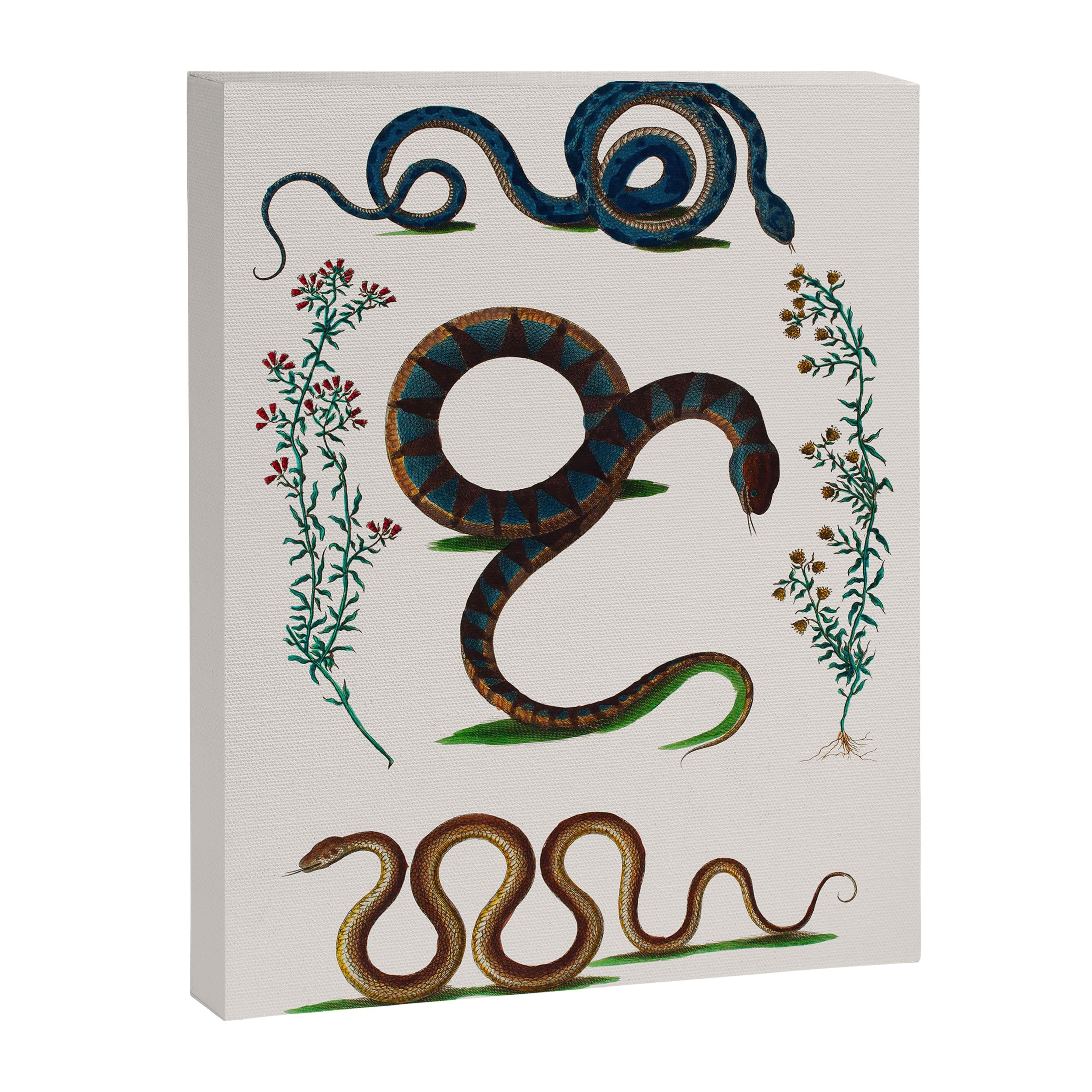 Albertus Seba Three Snakes And Floral Vines  Canvas Print Gallery Image 6