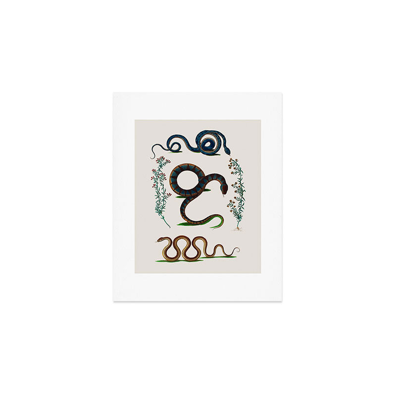 Albertus Seba Three Snakes And Floral Vines  Art Print Gallery Image 1
