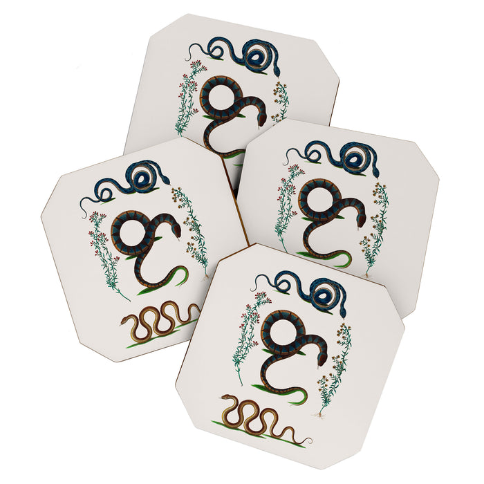 Albertus Seba Three Snakes And Floral Vines  Coaster Gallery Image 1