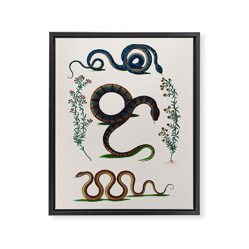 Albertus Seba Three Snakes And Floral Vines  Framed Canvas Print Gallery Image 6