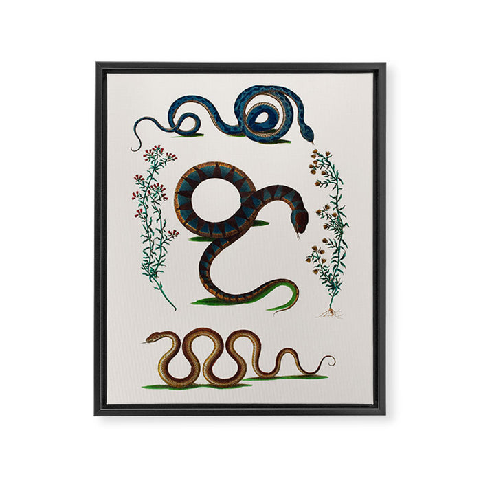 Albertus Seba Three Snakes And Floral Vines  Framed Canvas Print Gallery Image 1