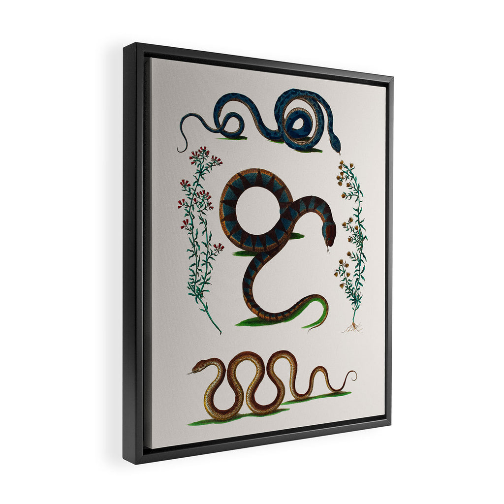 Albertus Seba Three Snakes And Floral Vines  Framed Canvas Print Gallery Image 2