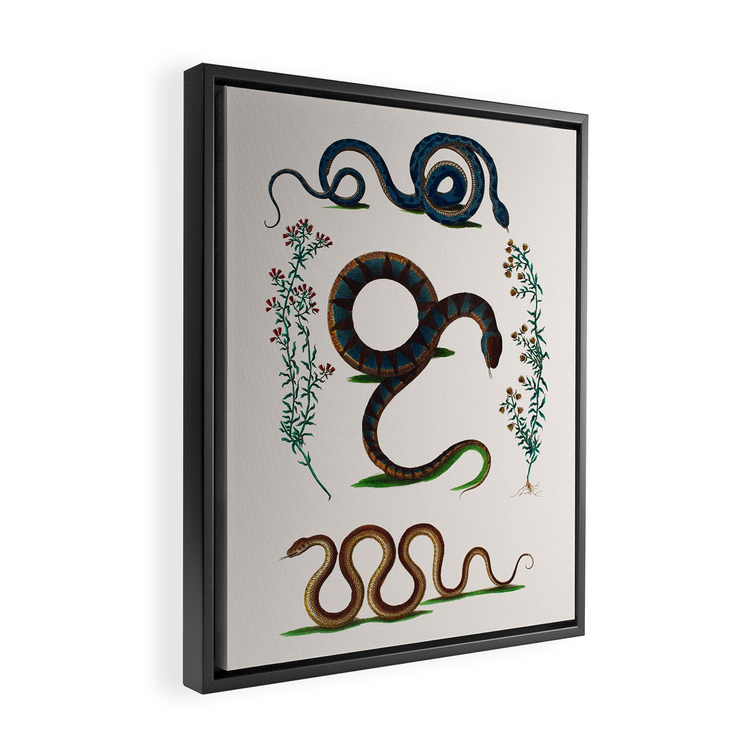 Albertus Seba Three Snakes And Floral Vines  Framed Canvas Print Gallery Image 2
