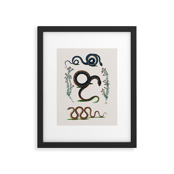 Albertus Seba Three Snakes And Floral Vines  Framed Art Print Gallery Image 1