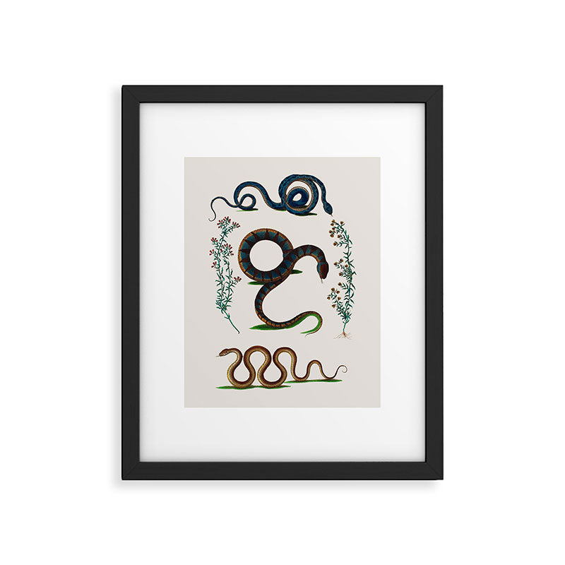 Albertus Seba Three Snakes And Floral Vines  Framed Art Print Gallery Image 5