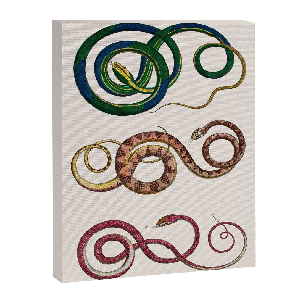 Albertus Seba Three Snakes Illustration  Canvas Print Gallery Image 6