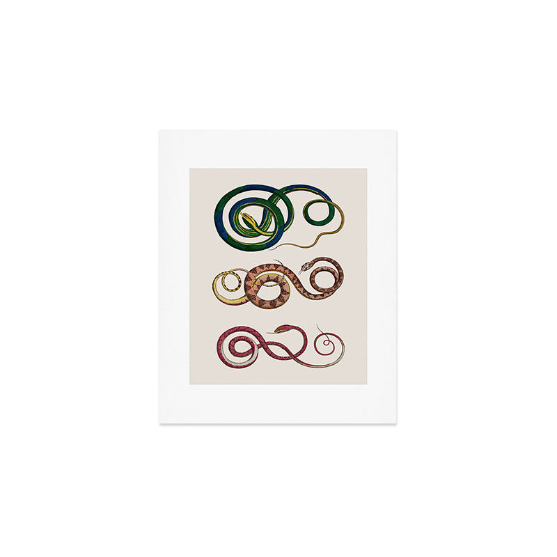 Albertus Seba Three Snakes Illustration  Art Print Gallery Image 1