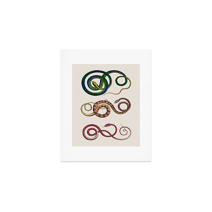 Albertus Seba Three Snakes Illustration  Art Print Gallery Image 1