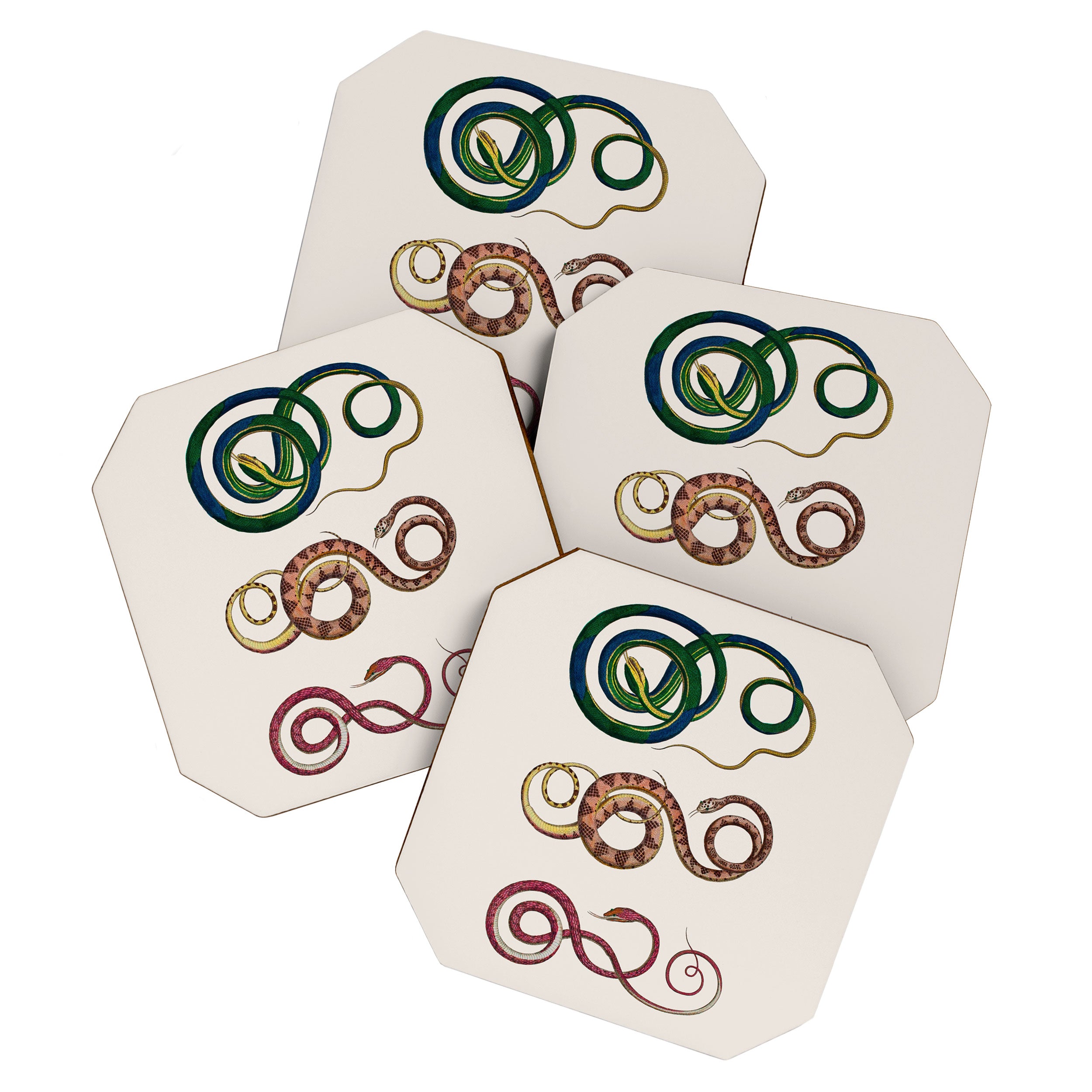 Albertus Seba Three Snakes Illustration  Coaster Gallery Image 1