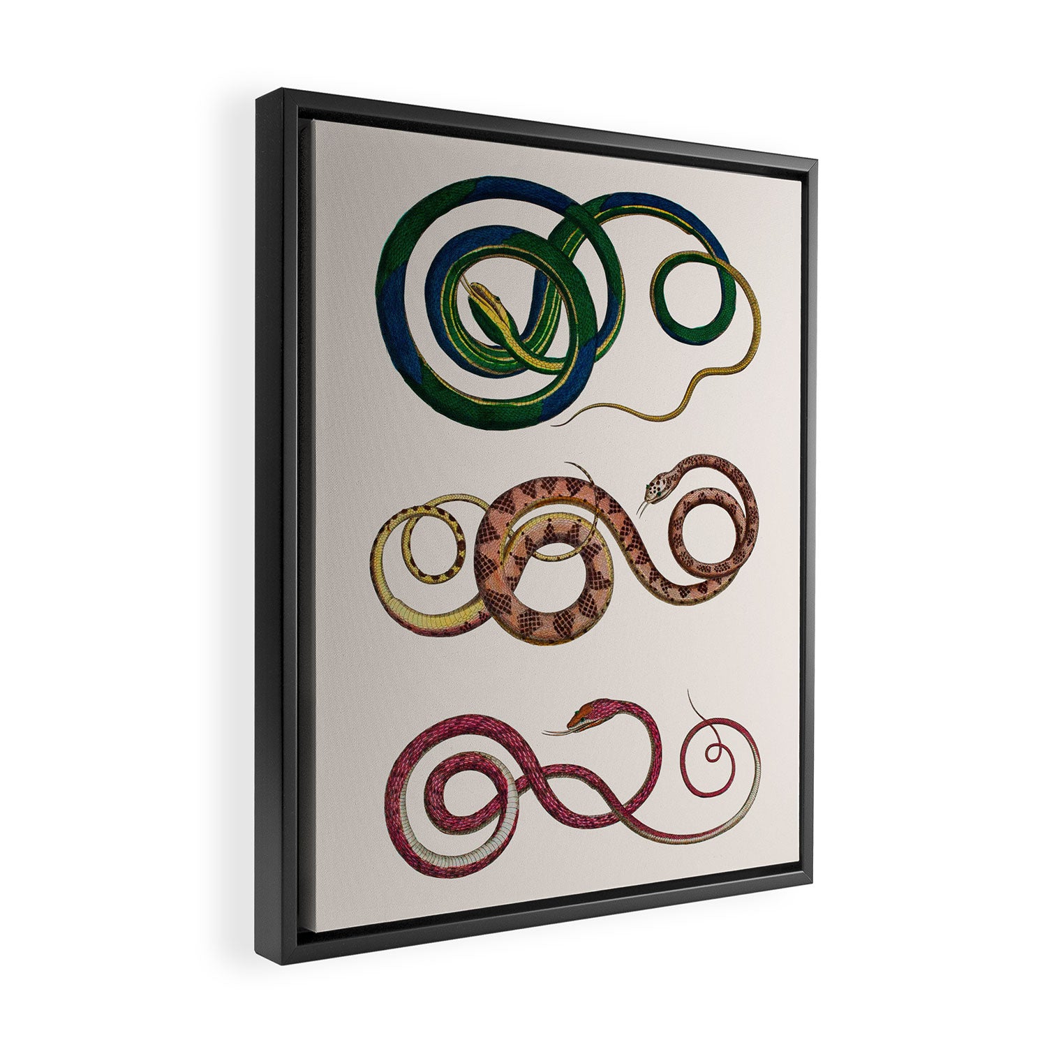 Albertus Seba Three Snakes Illustration  Framed Canvas Print Gallery Image 2