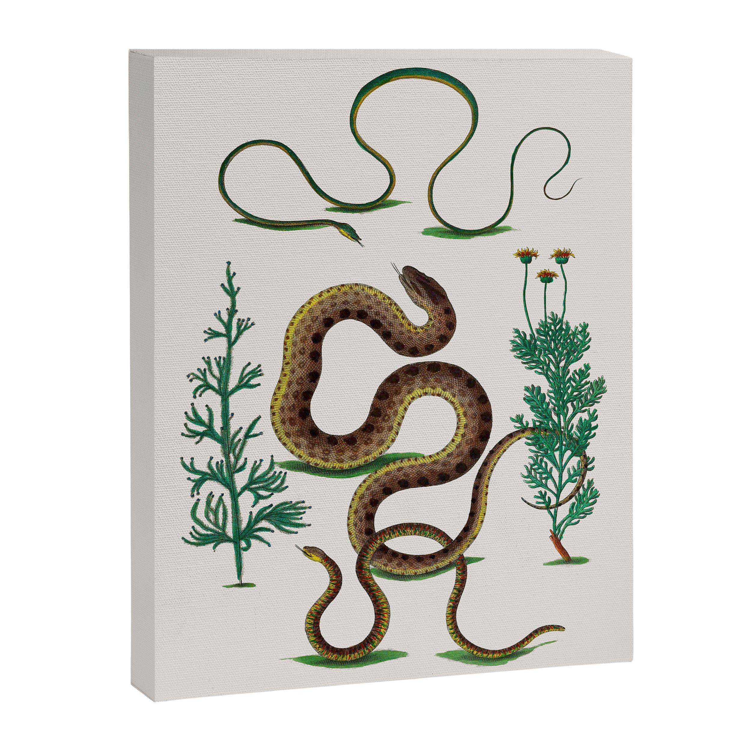 Albertus Seba Three Snakes Illustration Locupletissimi rerum naturalium thesauri accurata descriptio Canvas Print Gallery Image 6