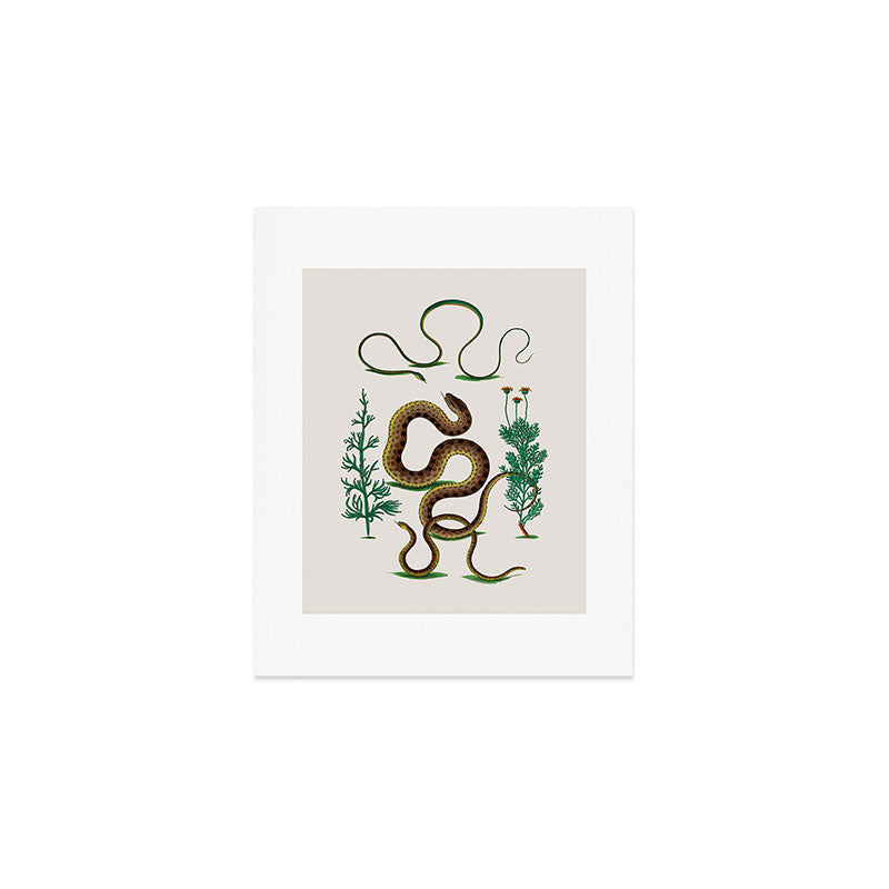 Albertus Seba Three Snakes Illustration Locupletissimi rerum naturalium thesauri accurata descriptio Art Print Gallery Image 1