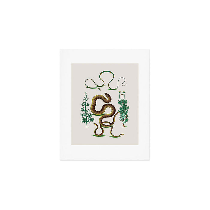 Albertus Seba Three Snakes Illustration Locupletissimi rerum naturalium thesauri accurata descriptio Art Print Gallery Image 1