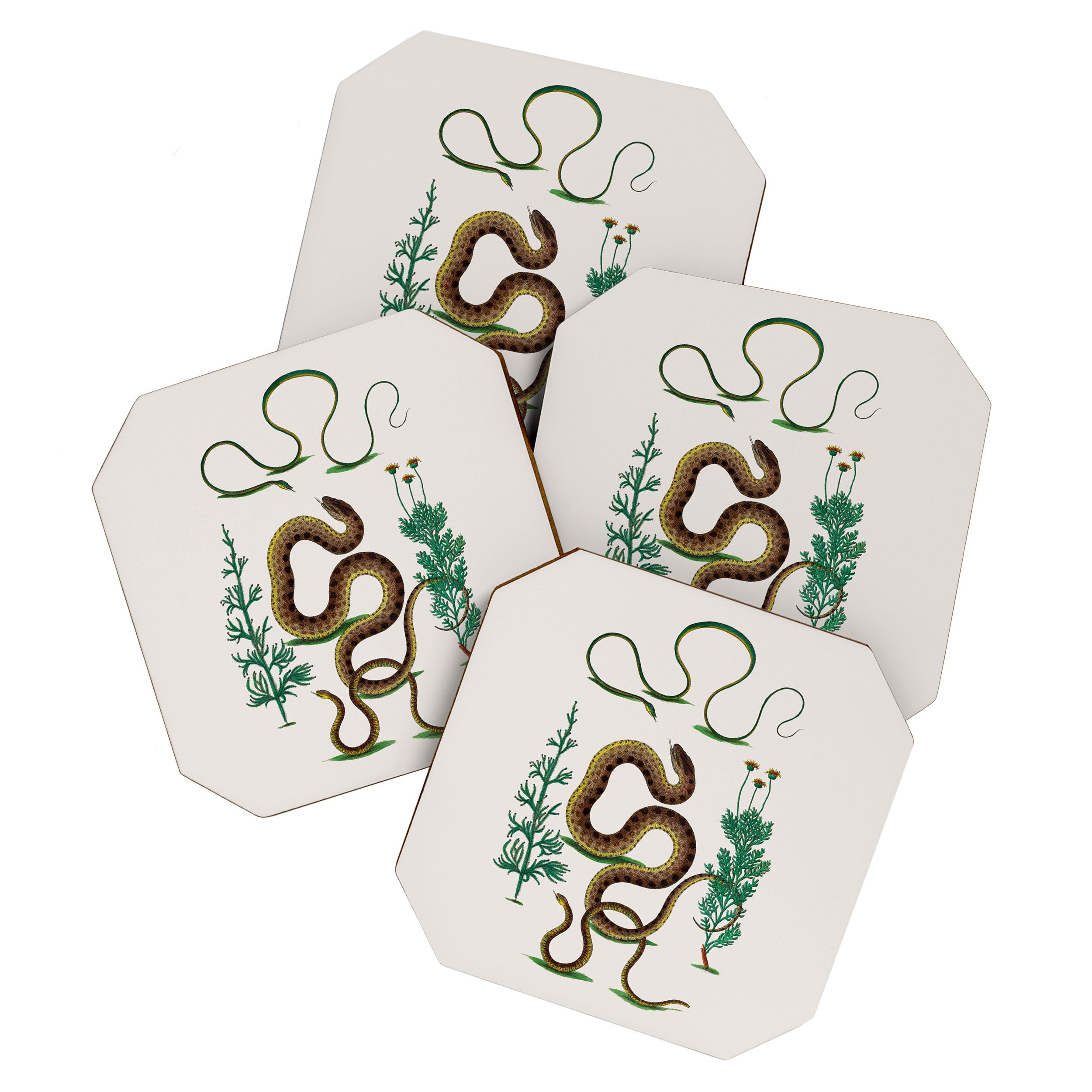 Albertus Seba Three Snakes Illustration Locupletissimi rerum naturalium thesauri accurata descriptio Coaster Gallery Image 1