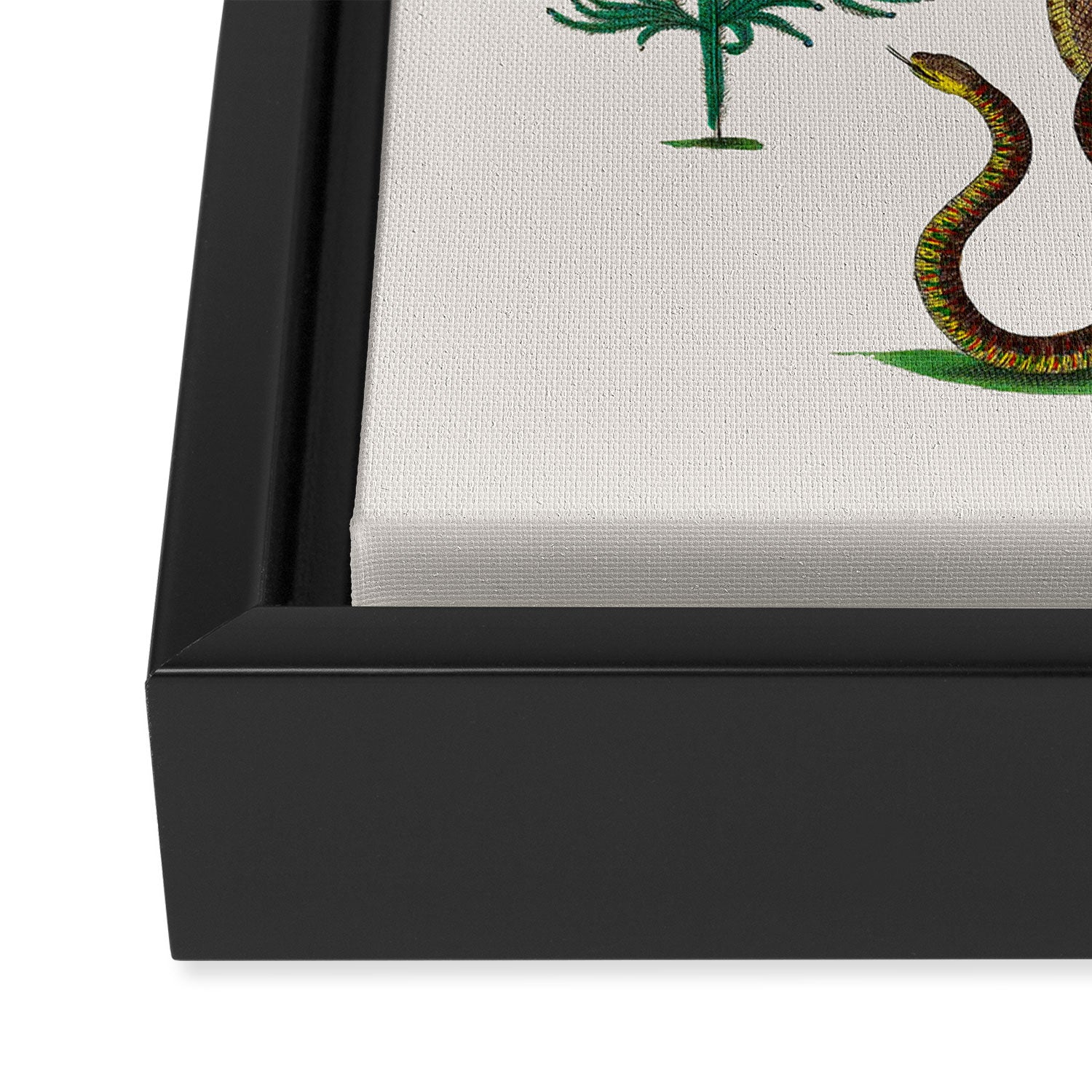 Albertus Seba Three Snakes Illustration Locupletissimi rerum naturalium thesauri accurata descriptio Framed Canvas Print Gallery Image 3